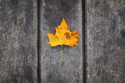 Close-up of yellow maple leaf on wooden table