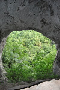 High angle view of plants growing on rock