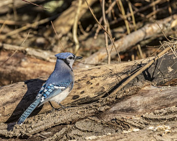 Close-up of bird perching on a field