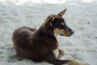 Dog looking away