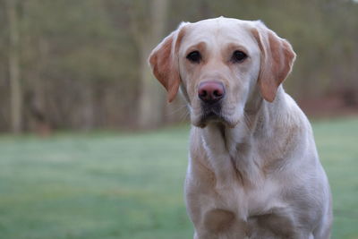 Close-up portrait of dog on field