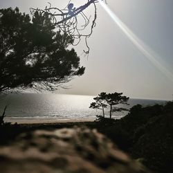 Silhouette tree on beach against clear sky