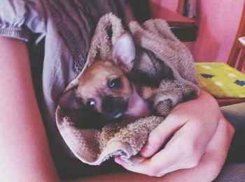 Close-up of hand holding puppy