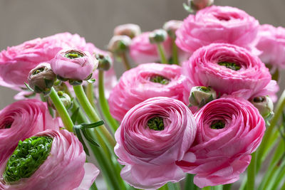 Pink ranunculus bouquet background. macro. close-up. for colorful greeting card or flower delivery