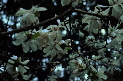 Close-up of white flowers
