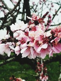 Close-up of pink flowers blooming on tree