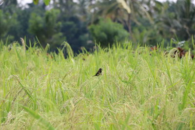 Bird perching on grass in field