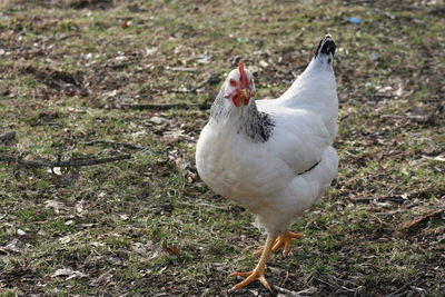 Close-up of white bird on field