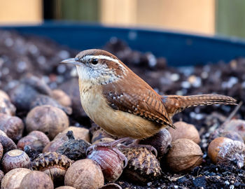 Close-up of bird perching on rock