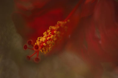 Close-up of red flower blooming outdoors