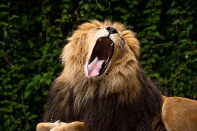 Close-up of lion yawning in forest