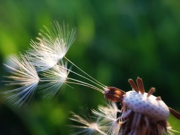 Close-up of dandelion on plant