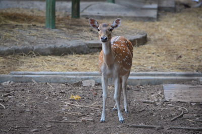 Deer standing on field at zoo