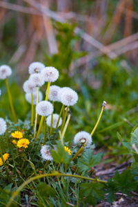 Close-up of white flowers on field