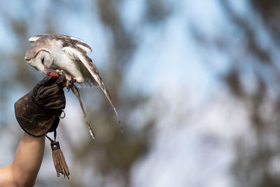 Close-up of hand feeding barn owl in forest