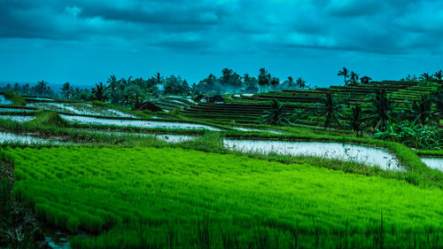 Scenic view of agricultural field against sky