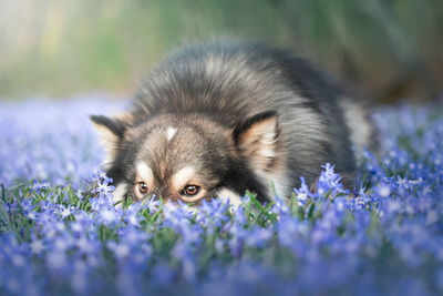 Portrait of a young finnish lapphund dog lying down outdoors among flowers