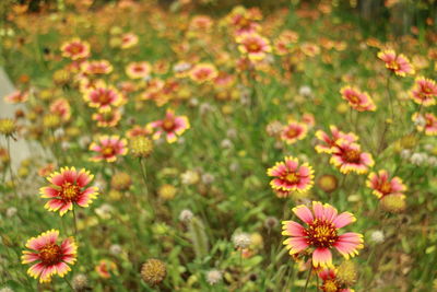 Close-up of cosmos flowers on field