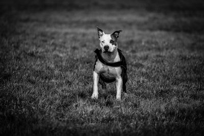 Portrait of dog running on grass