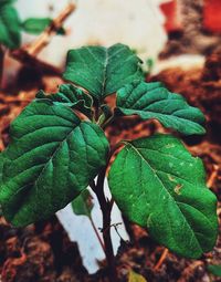 Close-up of fresh green leaves on plant in field