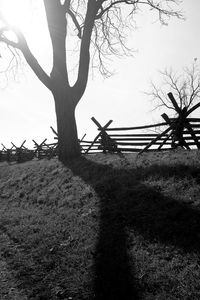 Bare trees on grassy field