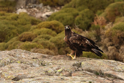 Bird perching on rock