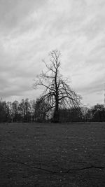 Bare trees on landscape against sky