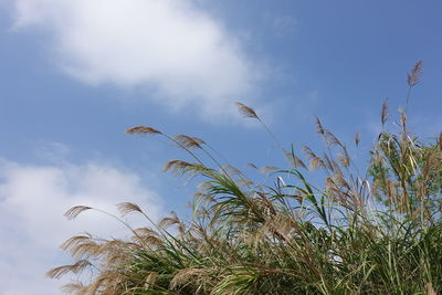 Low angle view of plants against sky