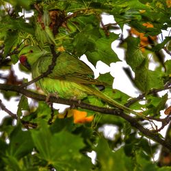 Low angle view of bird perching on tree