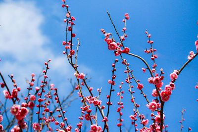 Low angle view of flowering plants against sky