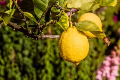 Close-up of lemons hanging on tree
