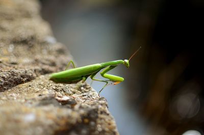 Close-up of praying mantis