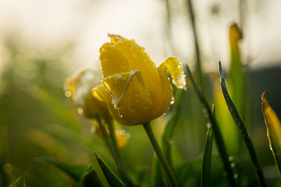 Close-up of wet yellow flowering plant during rainy season