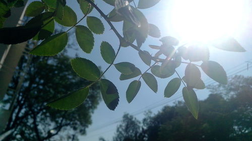 Sun shining through trees