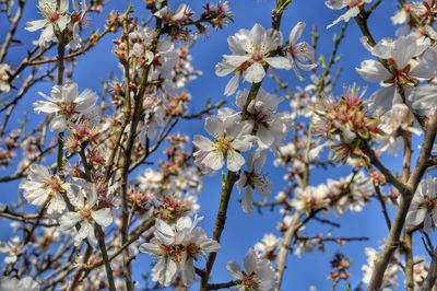 Low angle view of almond blossoms in spring