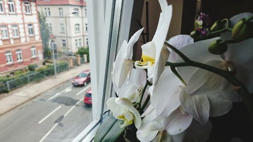 Close-up of white flowering plant in city