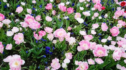 Full frame shot of pink flowers blooming outdoors