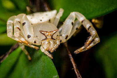 Close up of crab spider on leaf.