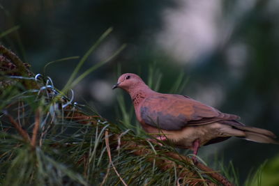 Close-up of bird perching on branch