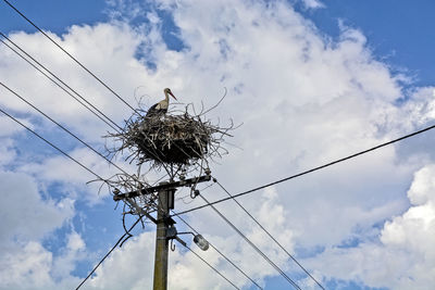 Low angle view of bird on cable against sky