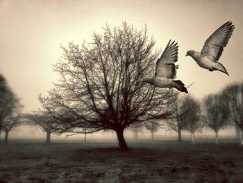 Birds flying over bare tree against clear sky