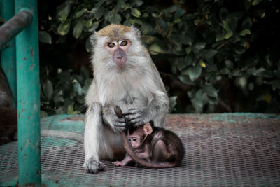 Portrait of monkey sitting outdoors