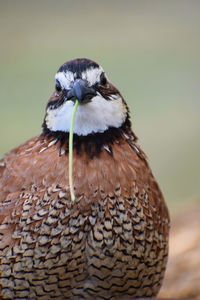 Close-up portrait of bobwhite quail