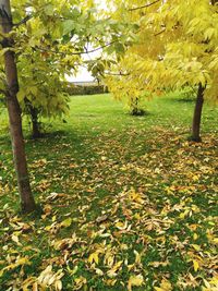 Trees in park during autumn