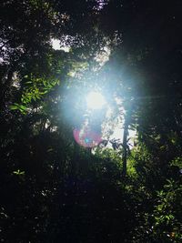 Low angle view of trees in forest