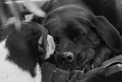 The young dog guarding the old dog sleep