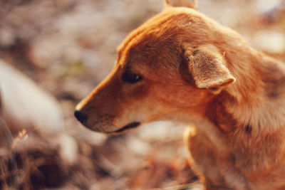 Close-up of a dog