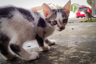 cat