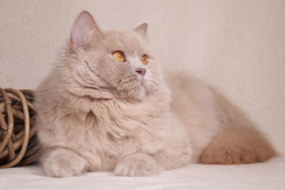 Close-up of a cat looking away