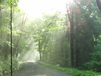 Road amidst trees in forest